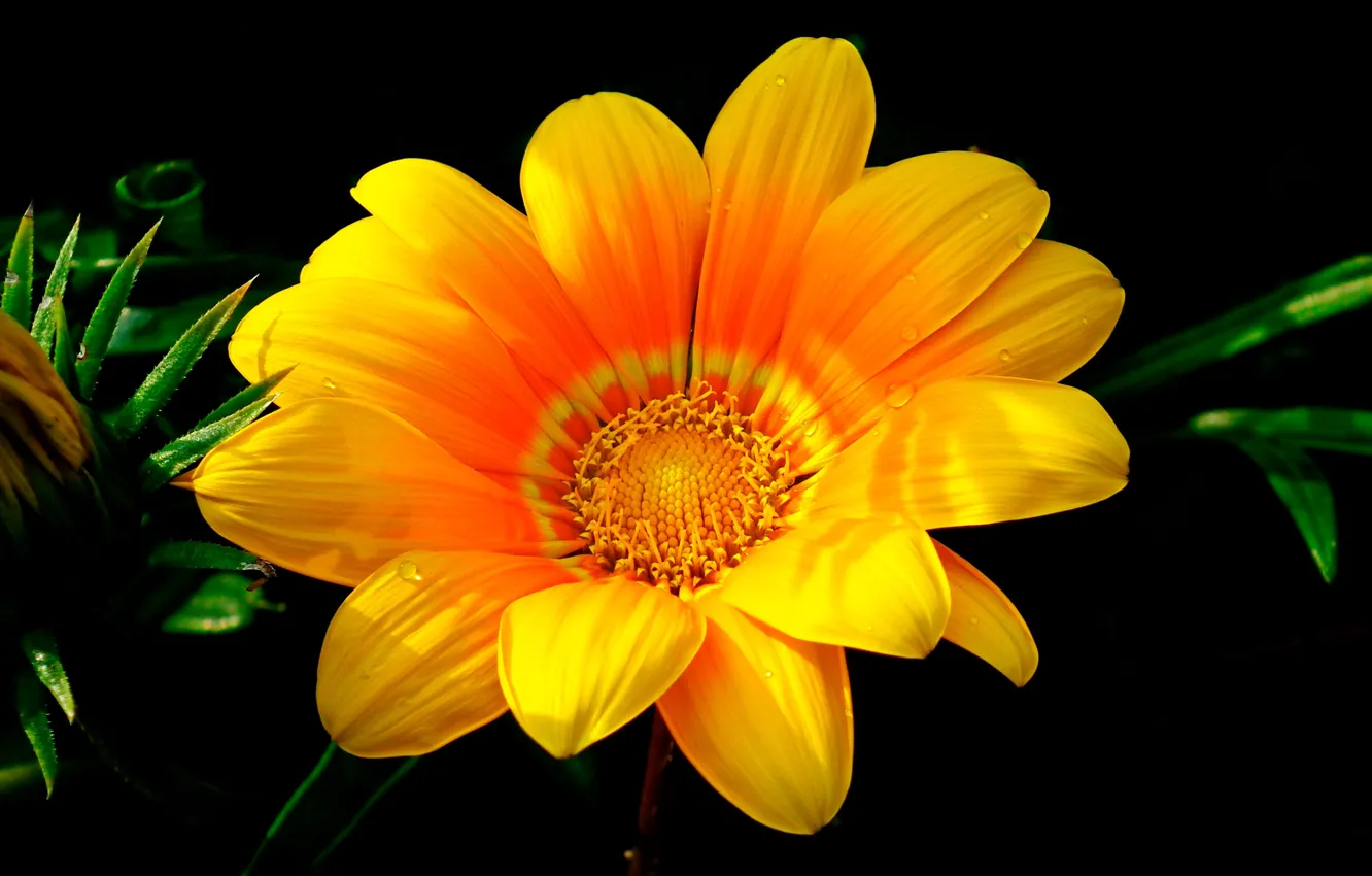 Photo wallpaper close-up, beauty, yellow flower, gazania