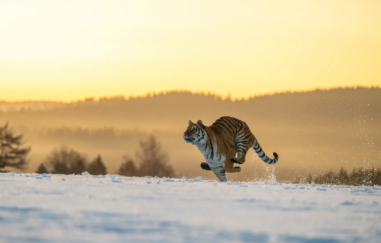 Photo wallpaper winter, field, forest, cat, light, snow, nature, tiger