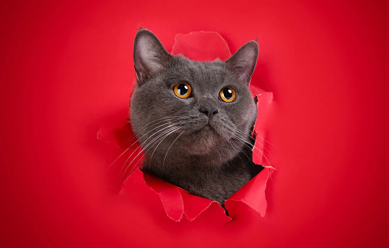 Photo wallpaper cat, cat, look, pose, face