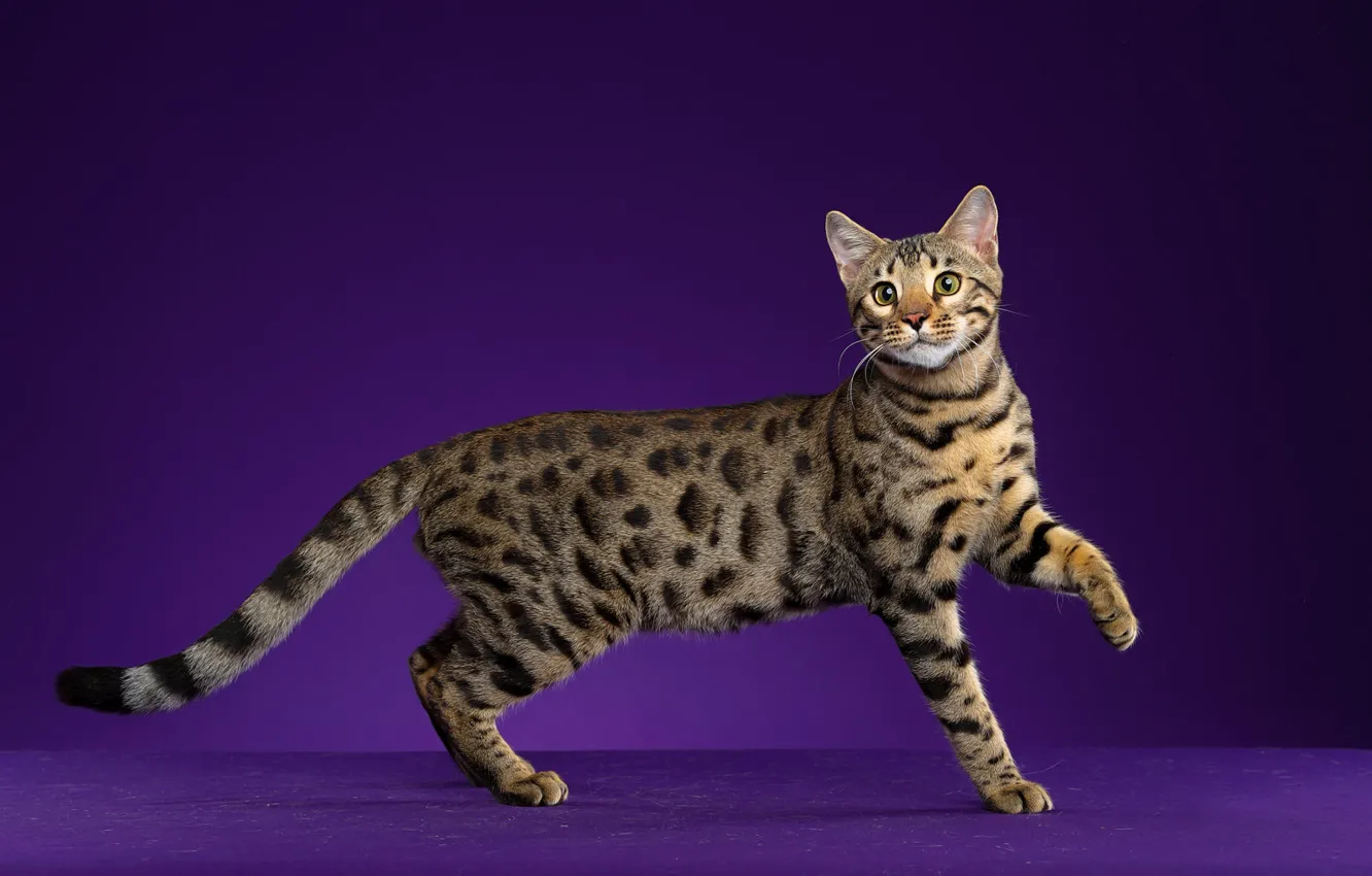 Photo wallpaper cat, cat, the dark background, purple background, Bengal