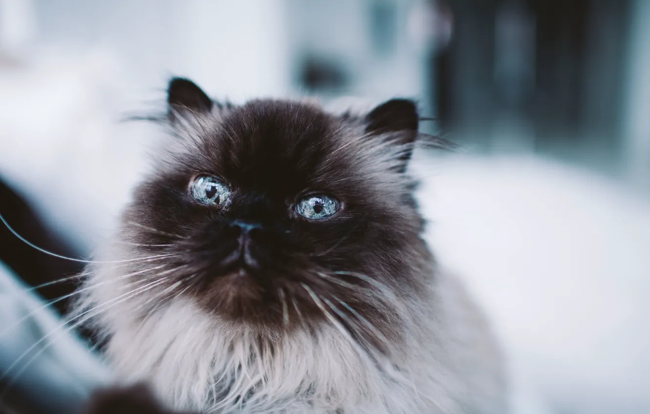 Photo wallpaper cat, eyes, cat, mustache, wool, fluffy