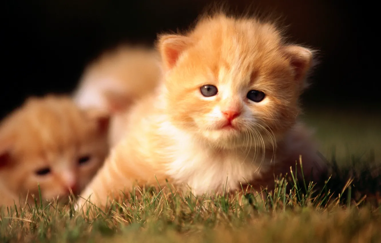 Photo wallpaper cat, grass, cat, kitty, red, kittens