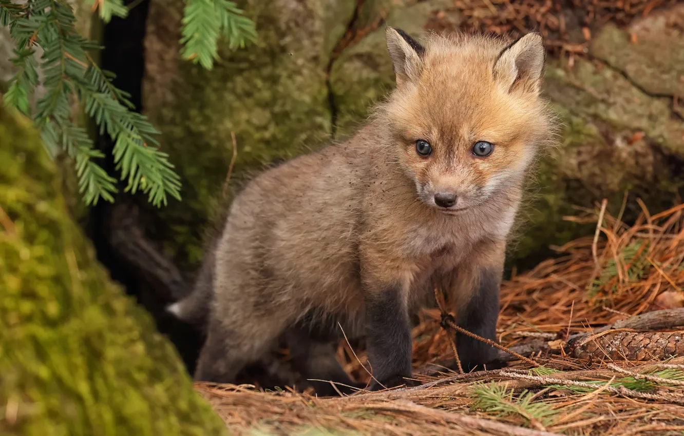 Photo wallpaper look, nature, Fox, face, Fox