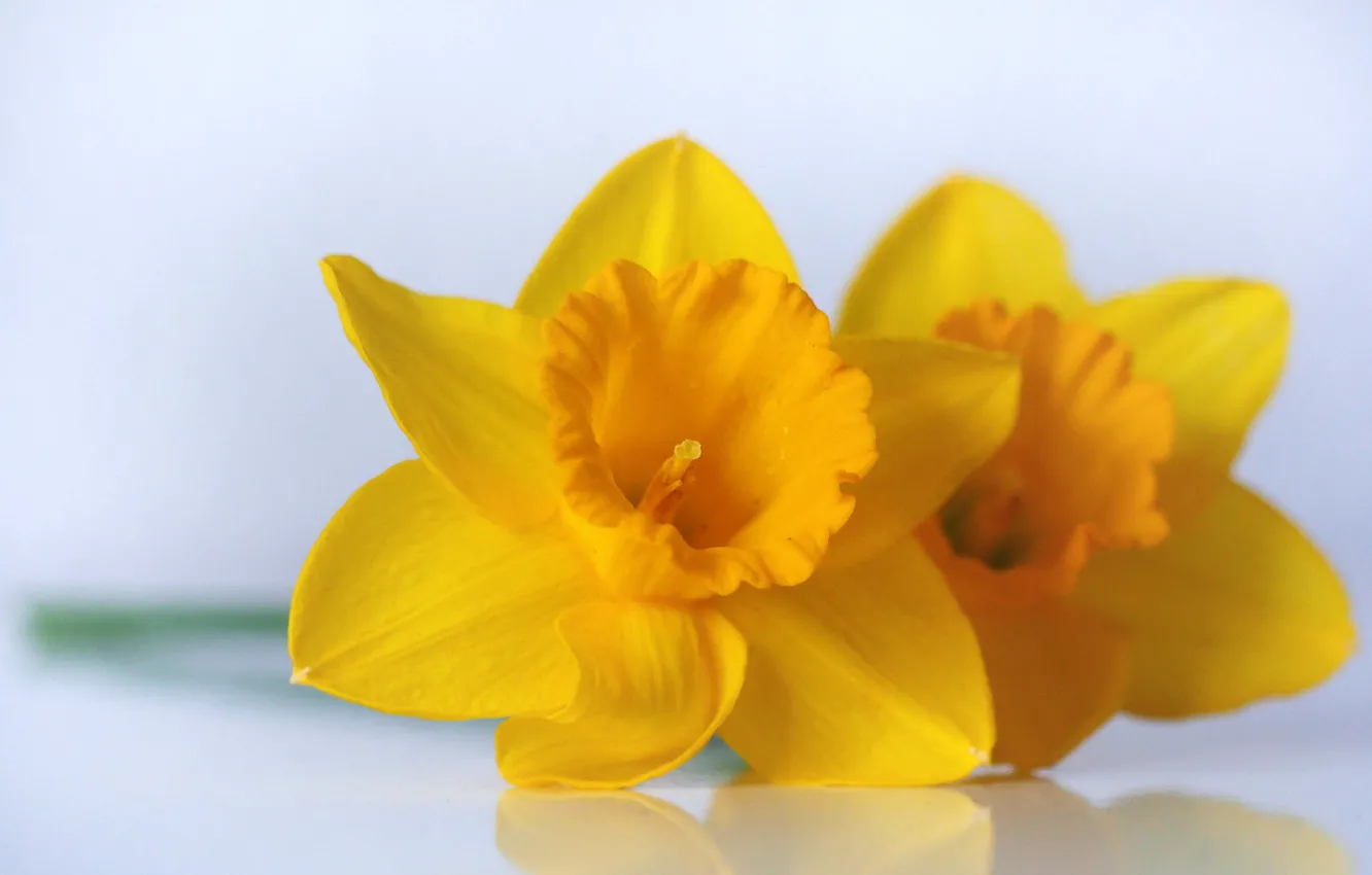 Photo wallpaper macro, Duo, yellow, daffodils