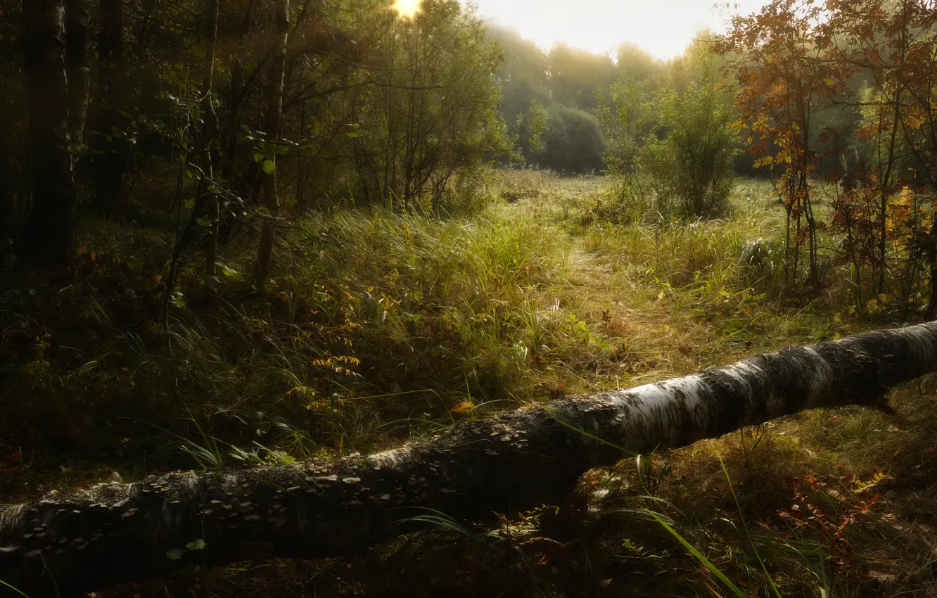 Photo wallpaper grass, photography, trees, landscape, nature, bushes, warm, outdoors