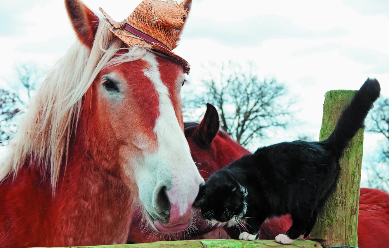 Photo wallpaper animals, cat, horse, black, horse, the fence, friendship, pair