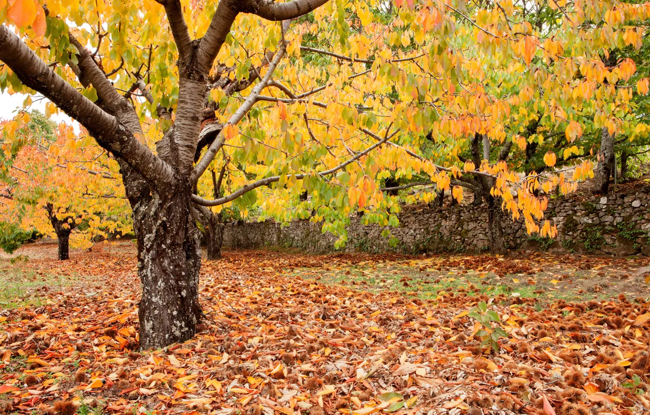 Photo wallpaper autumn, forest, leaves, trees, Park, forest, landscape, park