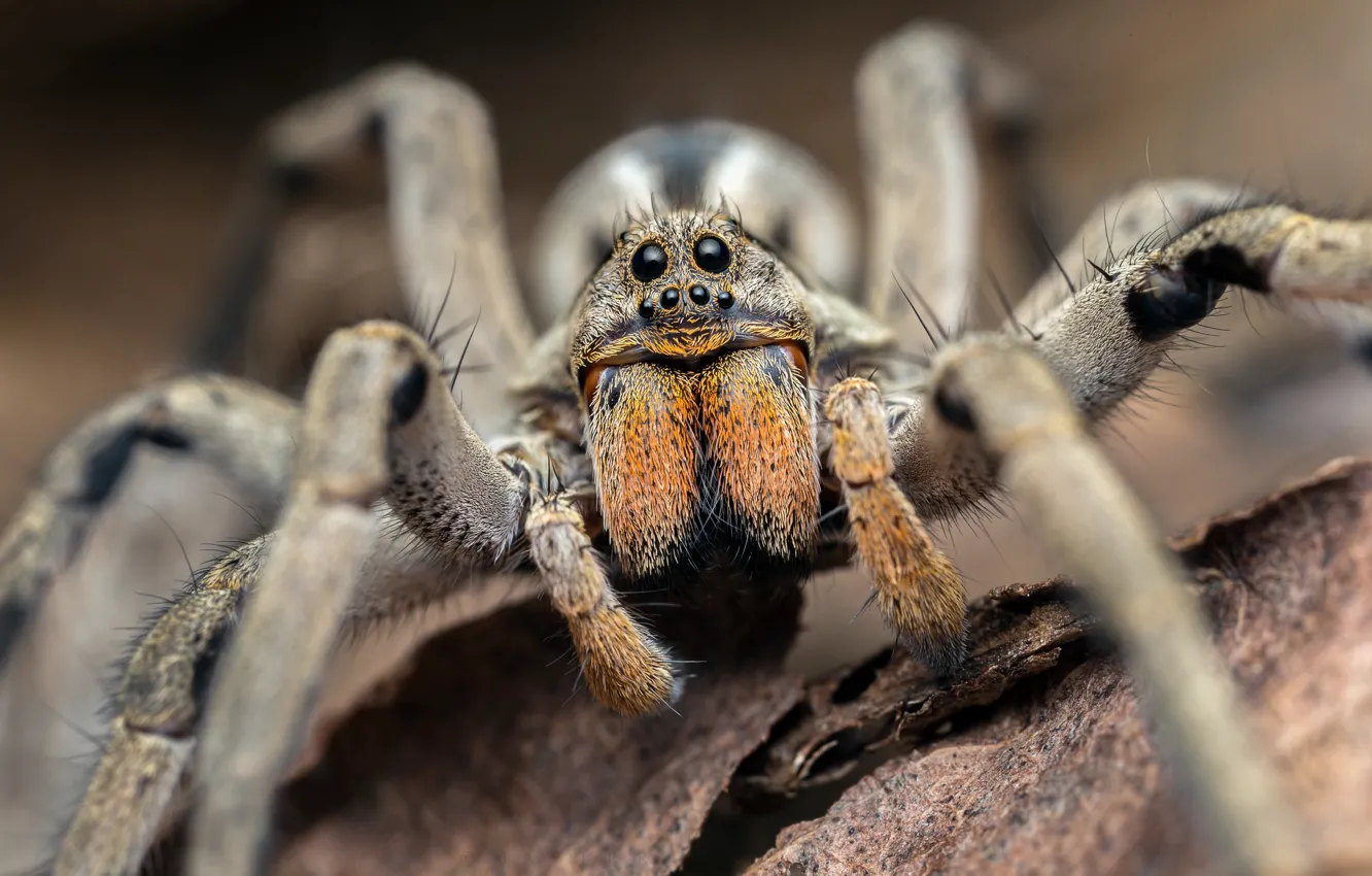 Photo wallpaper macro, background, spider
