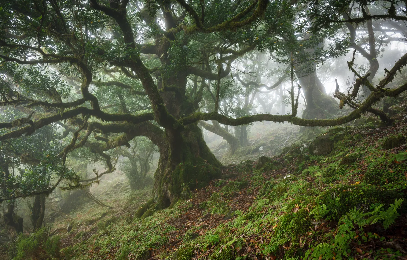 Photo wallpaper trees, nature, fog, morning