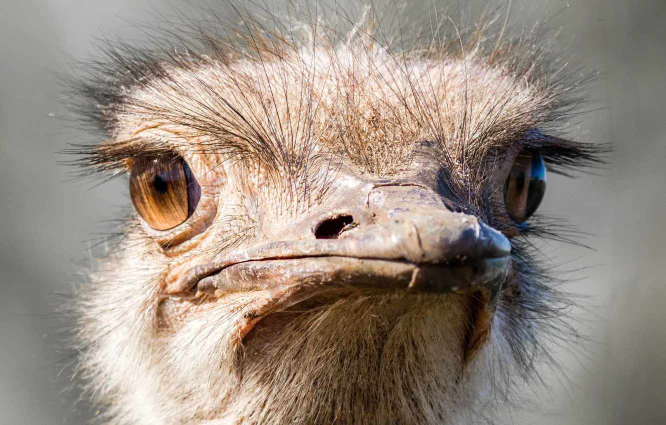 Photo wallpaper bird, head, ostrich