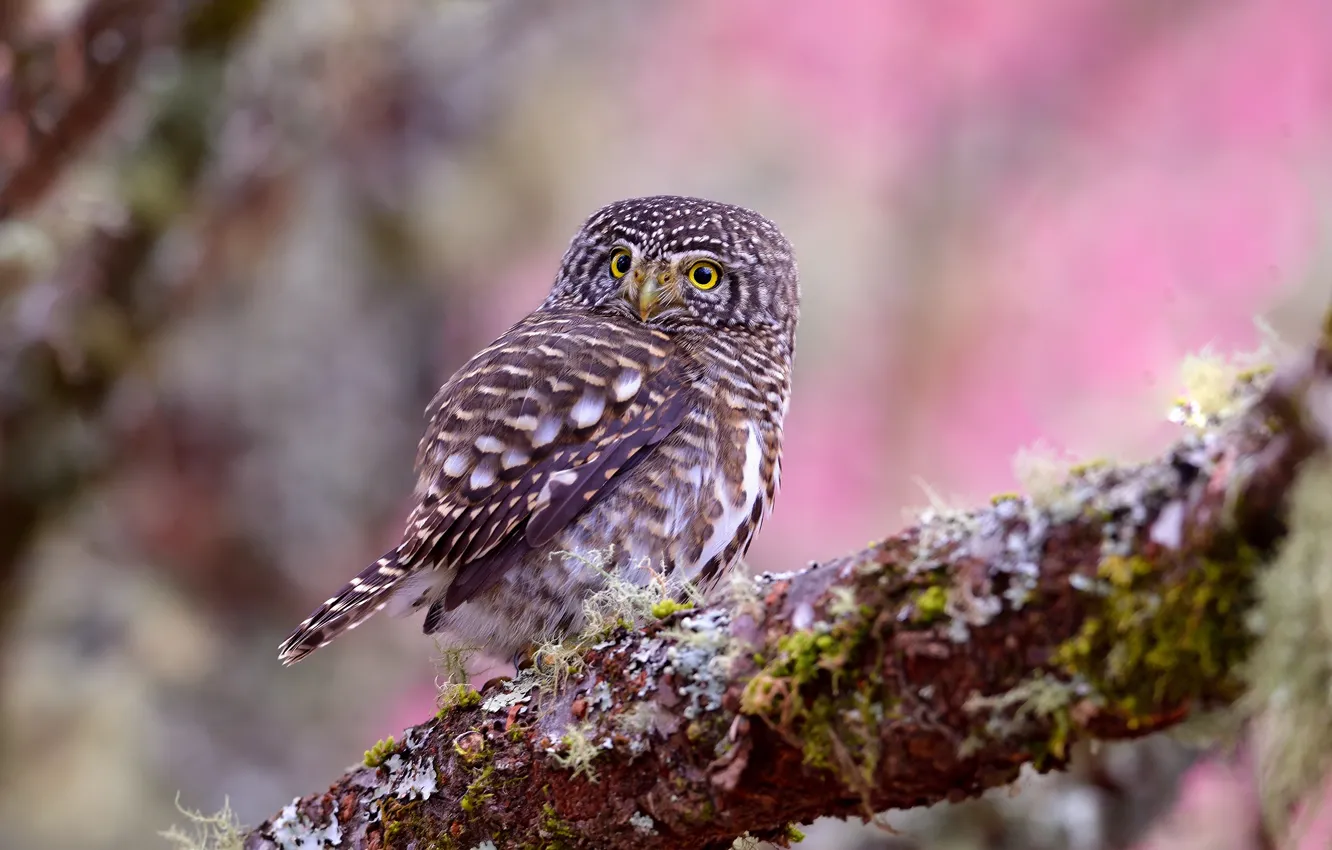Photo wallpaper look, trees, flowers, branches, background, owl, bird, moss