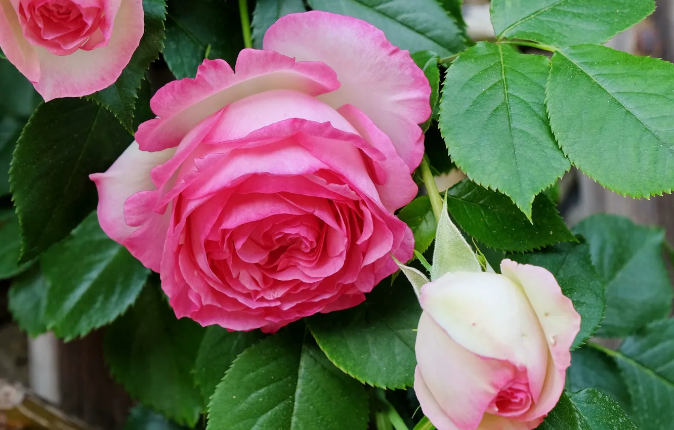 Photo wallpaper leaves, macro, roses, buds