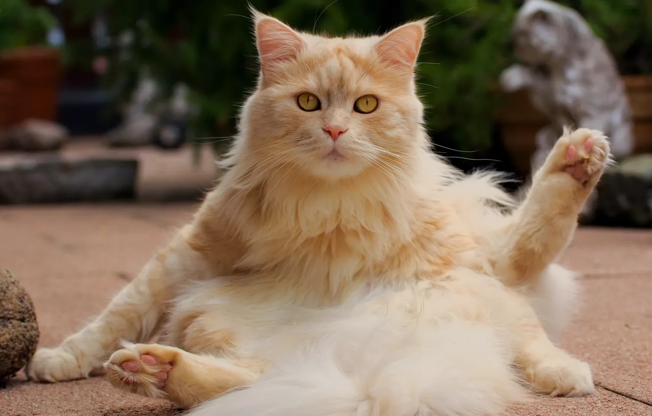 Photo wallpaper cat, look, fluffy, red cat