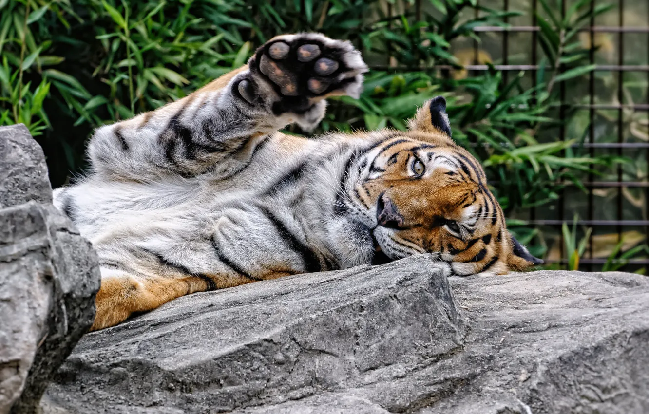 Photo wallpaper cat, tiger, stay, stone, paw, Amur