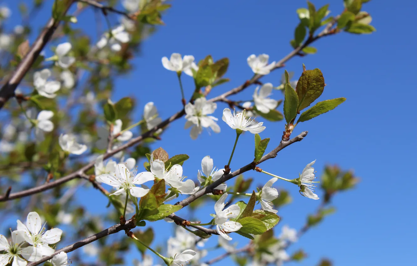 Photo wallpaper spring, morning, flowering tree