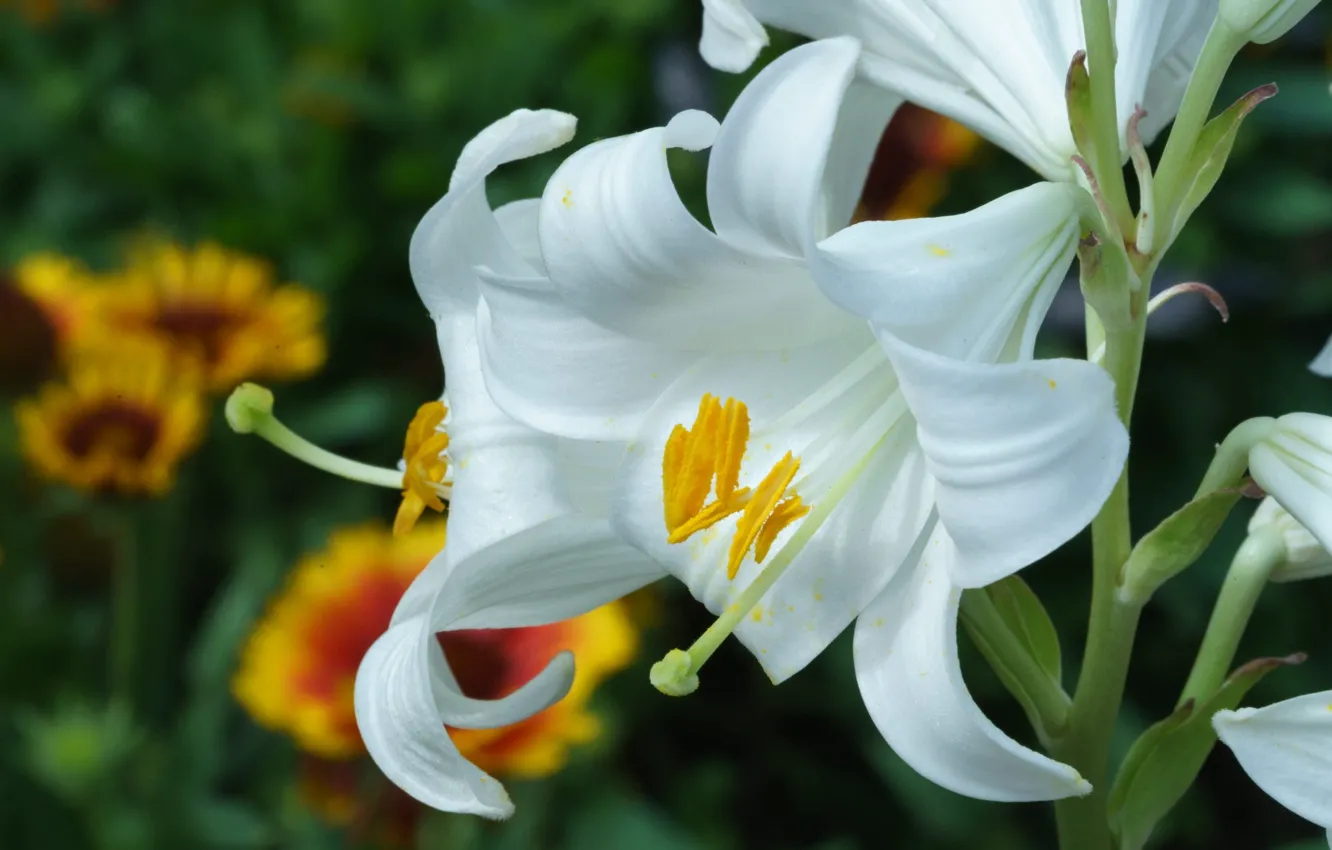 Photo wallpaper flowers, Lily, white