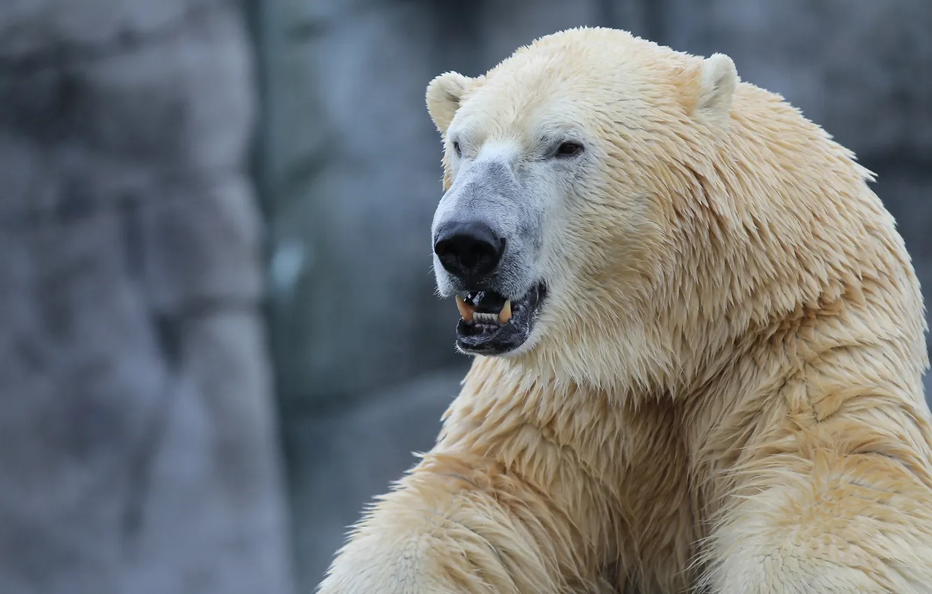 Photo wallpaper beast, polar bear, roar