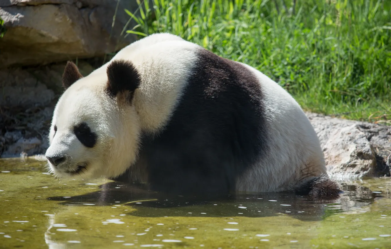 Photo wallpaper bear, bathing, Panda, pond