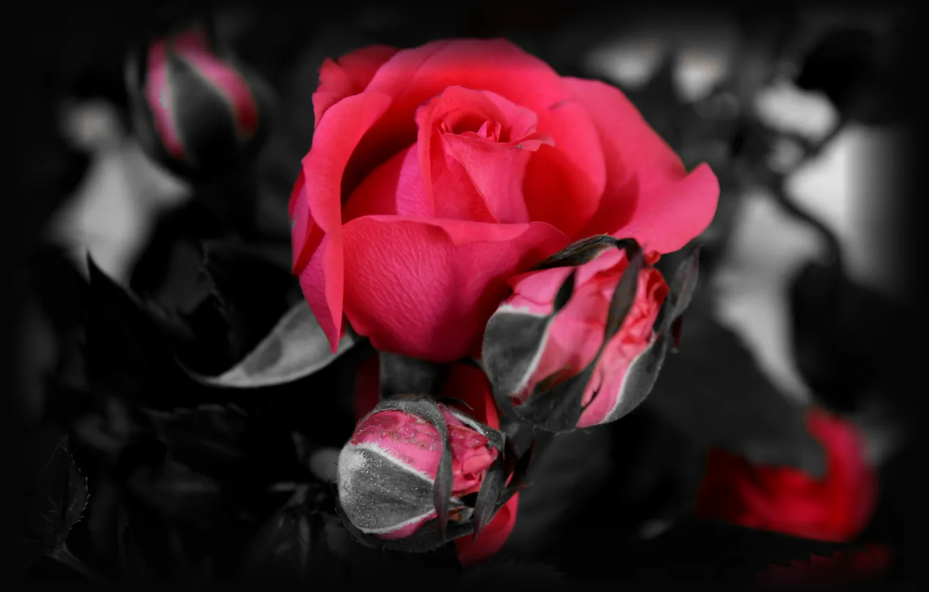 Photo wallpaper leaves, roses, petals, rose, buds, flowering, leaves, petals