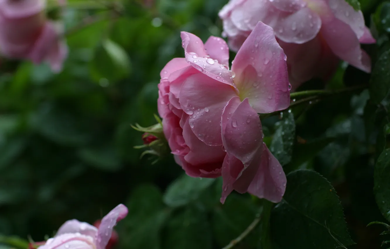 Photo wallpaper summer, drops, flowers, roses, pink, buds