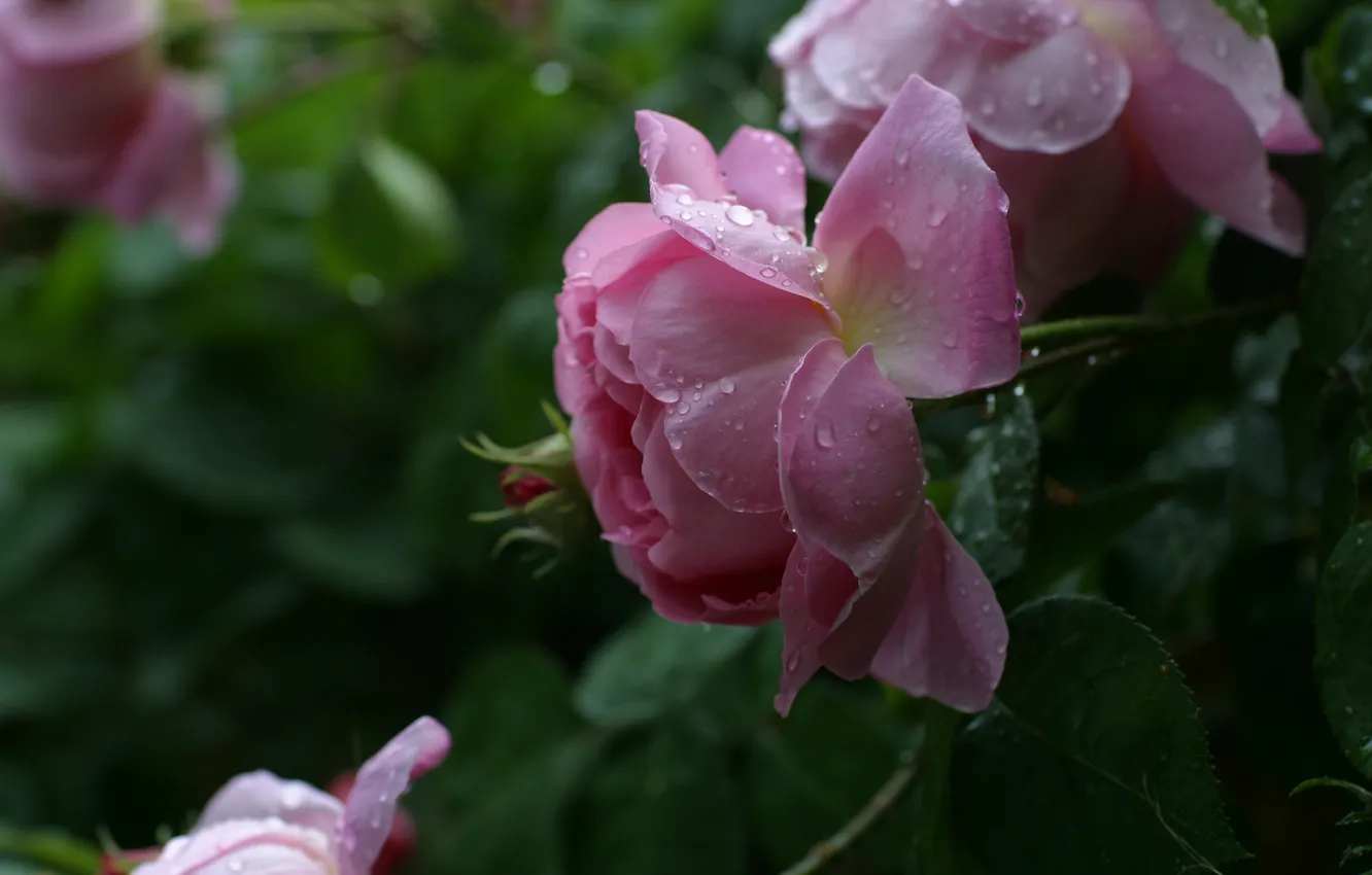 Photo wallpaper summer, drops, flowers, pink, Bud, Roses