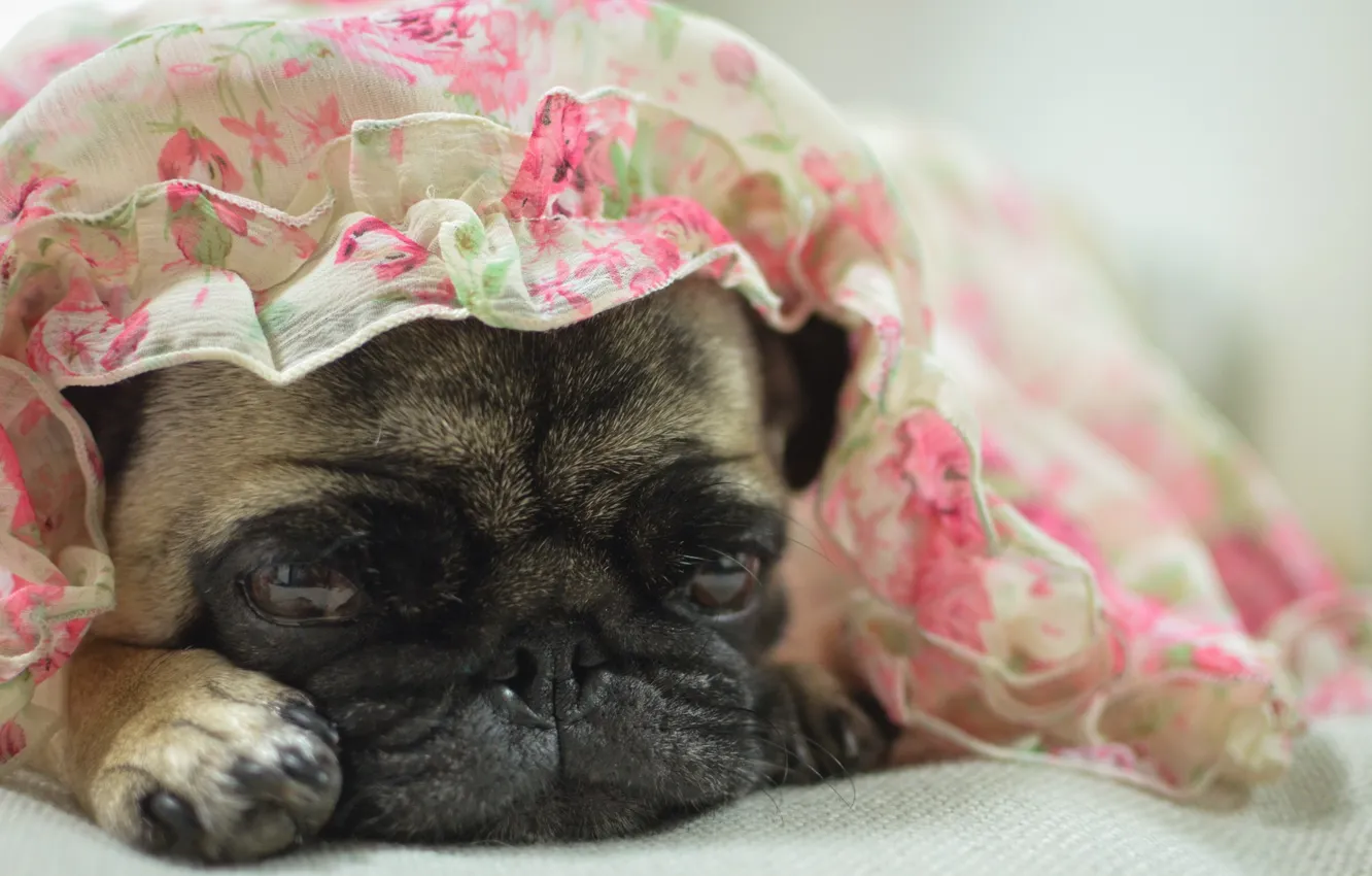 Photo wallpaper look, each, dog