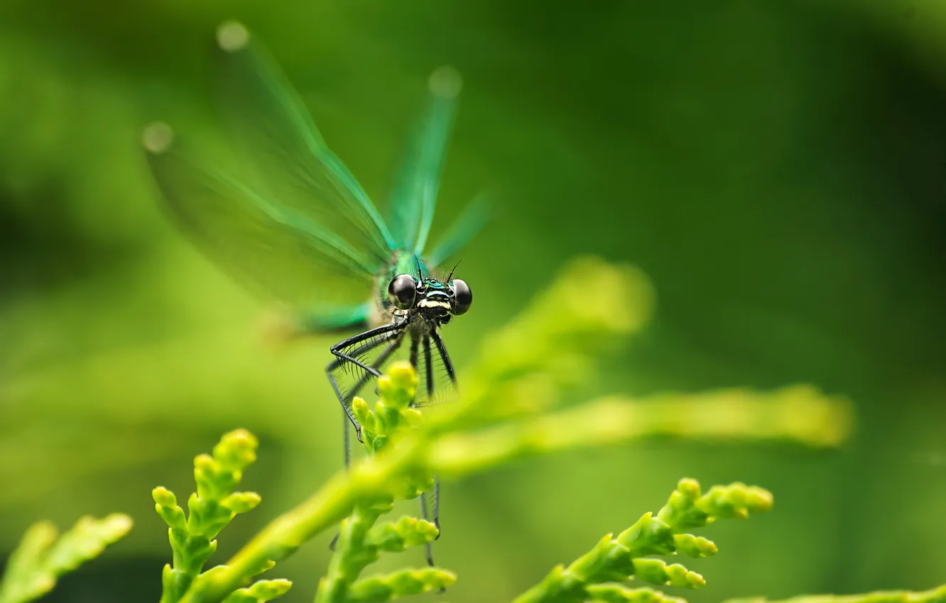 Photo wallpaper eyes, macro, branches, plant, wings, dragonfly