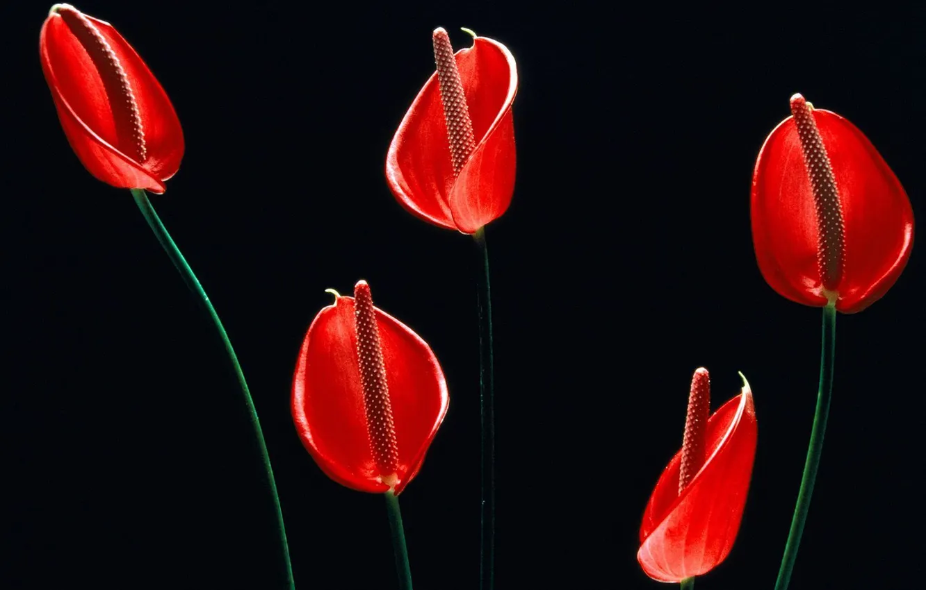Photo wallpaper black background, Anthurium, The Flowers of Hawaii