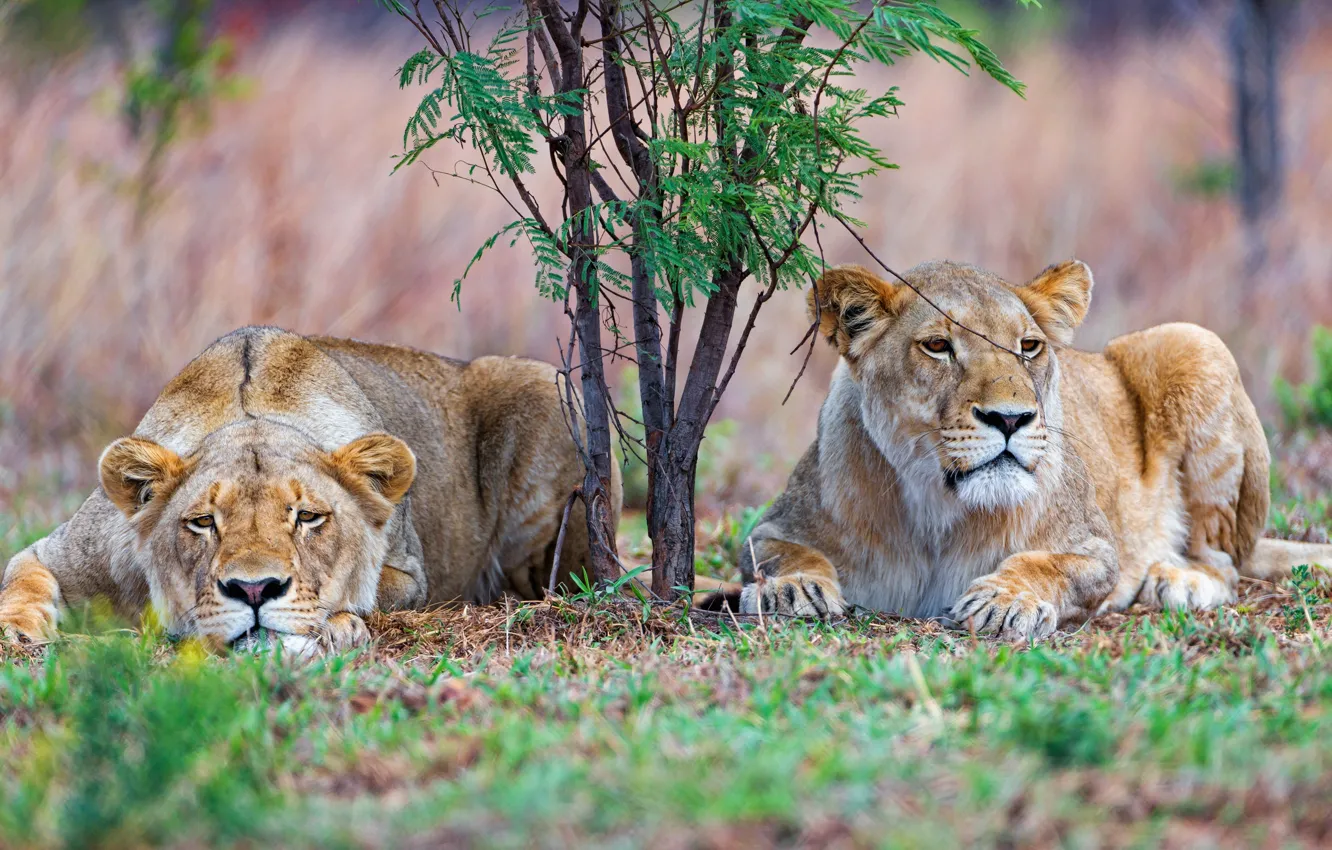Photo wallpaper grass, look, face, branches, background, stay, glade, two