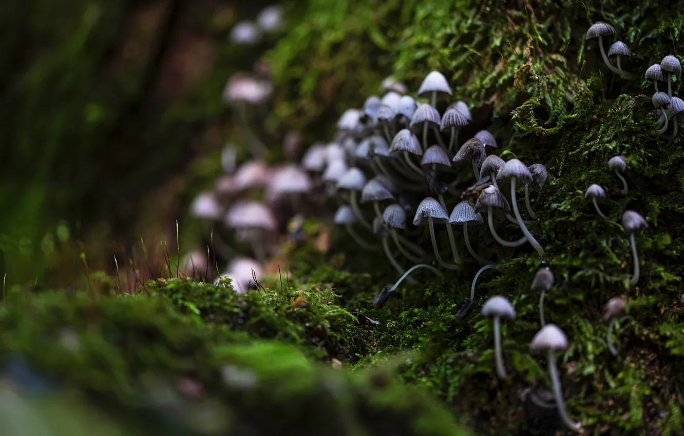Photo wallpaper forest, nature, the dark background, mushrooms, moss, bokeh, toadstool, family