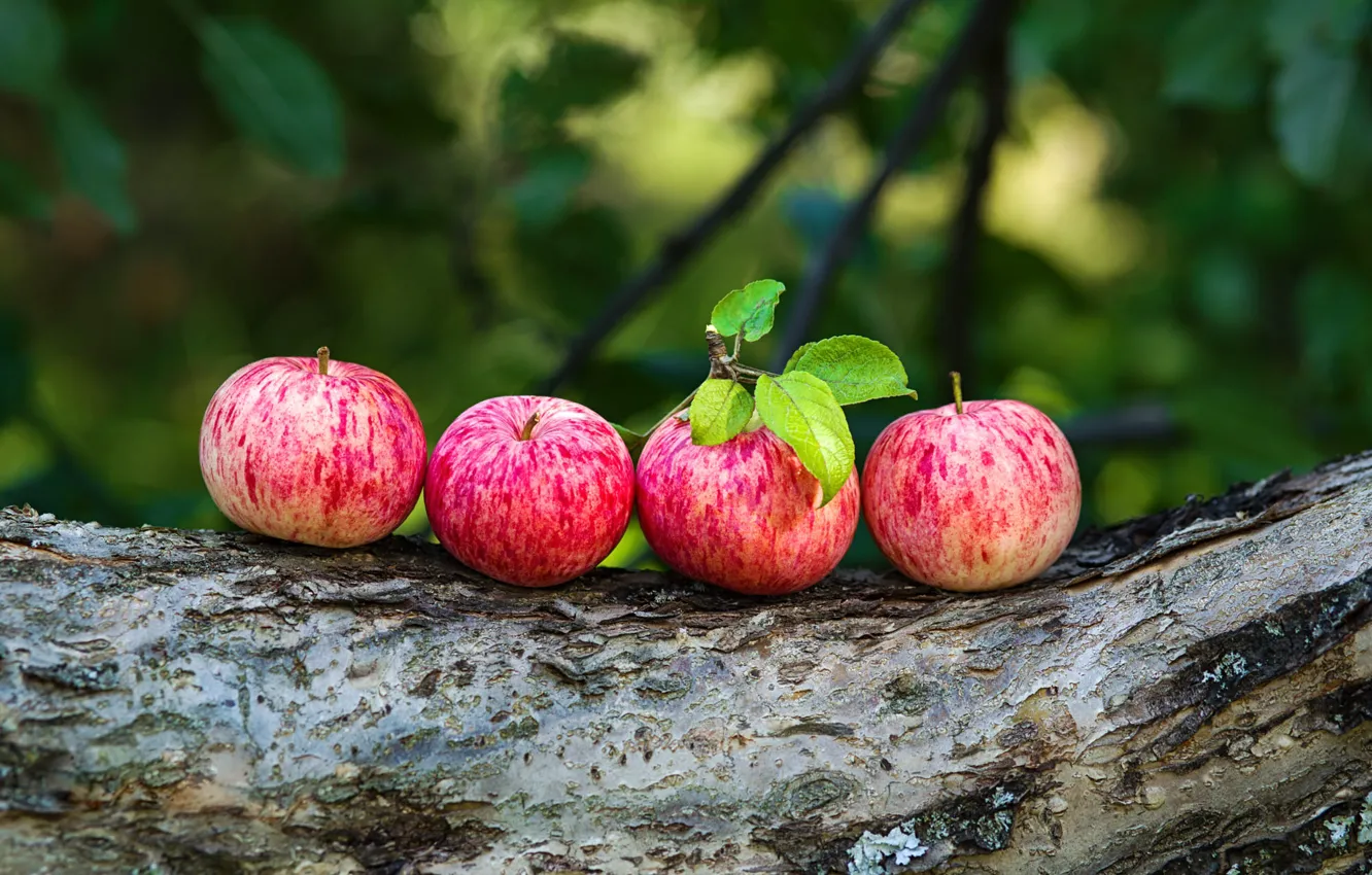 Photo wallpaper leaves, trees, branches, red, background, apples, garden, fruit