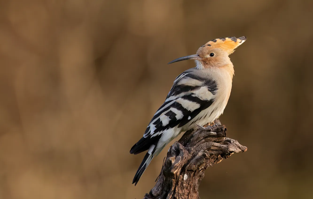 Photo wallpaper bird, snag, hoopoe