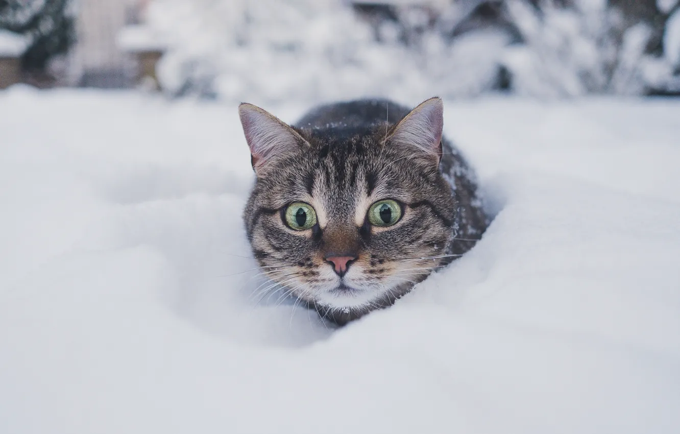 Photo wallpaper cold, winter, cat, cat, look, snow, nature, grey