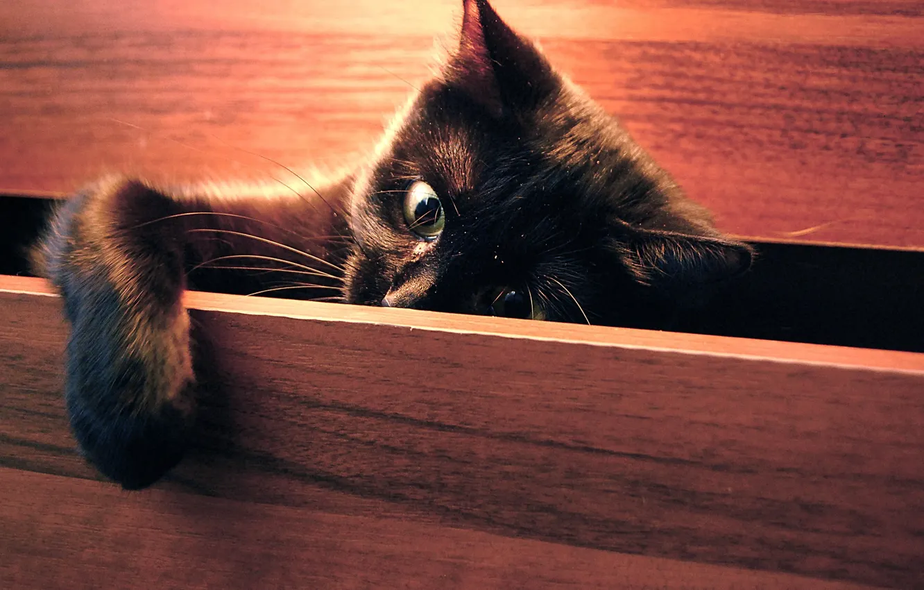 Photo wallpaper cat, kitty, plays, looks, cat, foot, SCAV