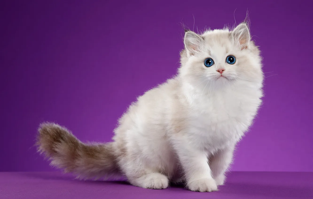 Photo wallpaper cat, look, pose, background, muzzle, kitty, blue-eyed, lilac