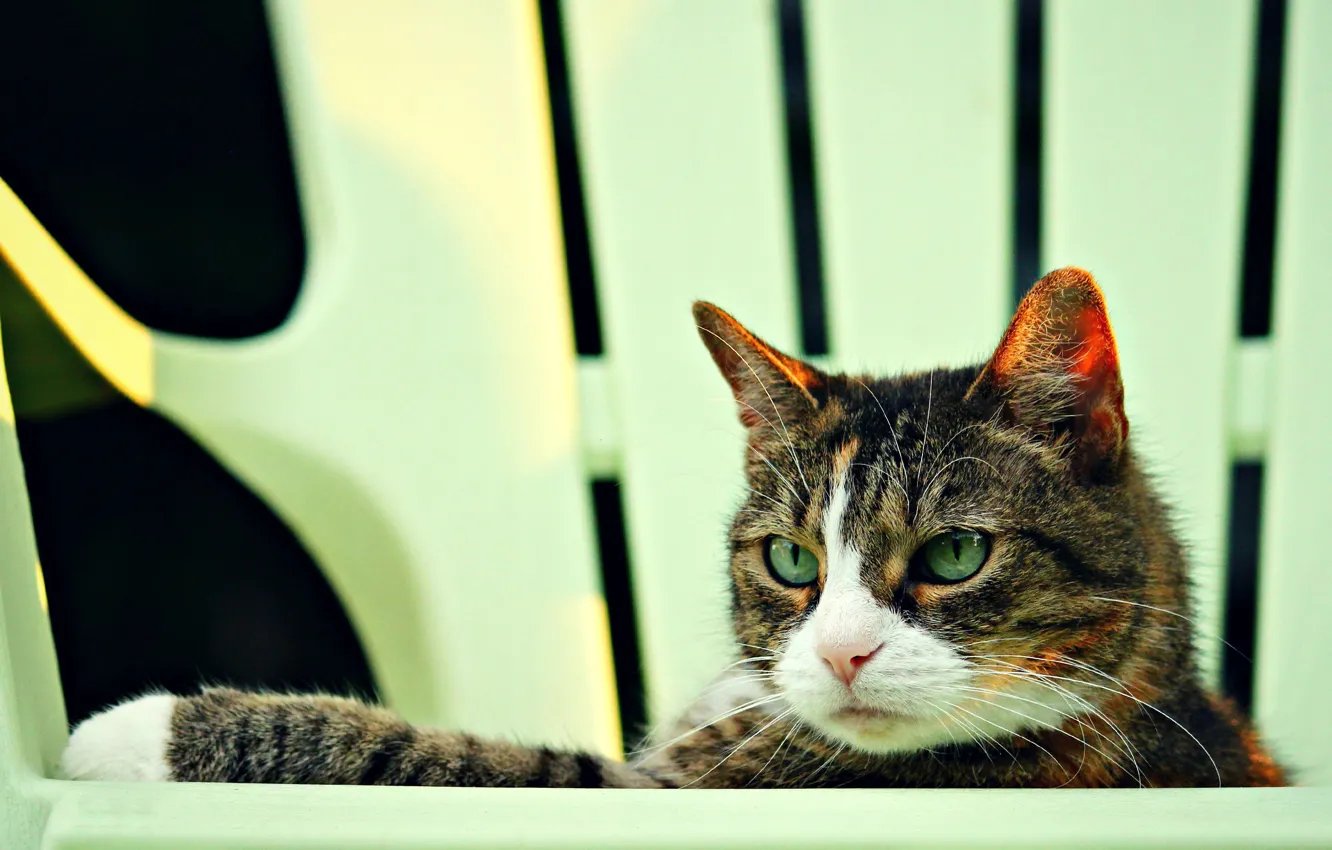 Photo wallpaper cat, cat, portrait