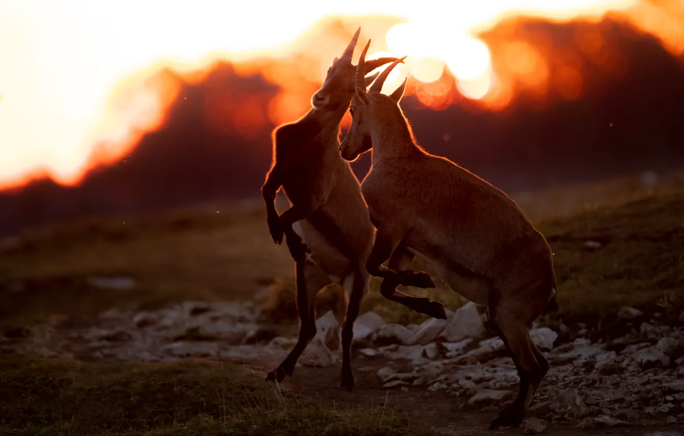 Photo wallpaper light, sunset, pose, jump, the game, goat, pair, goats