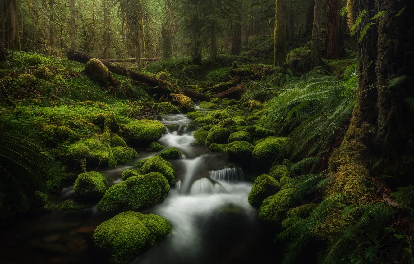 Photo wallpaper forest, stream, stones, moss, USA, Oregon