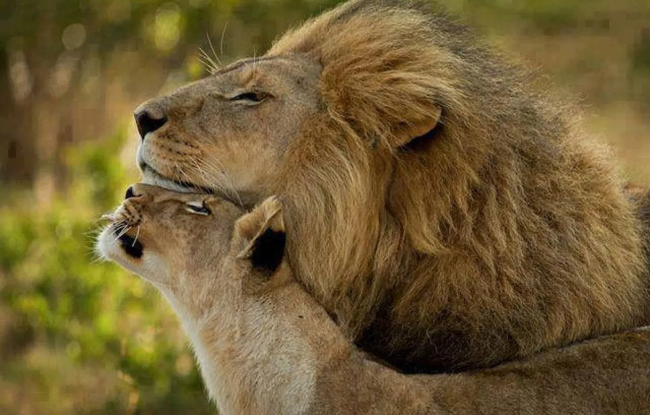 Photo wallpaper love, animal, Africa, Lions, big cats, liones, India.