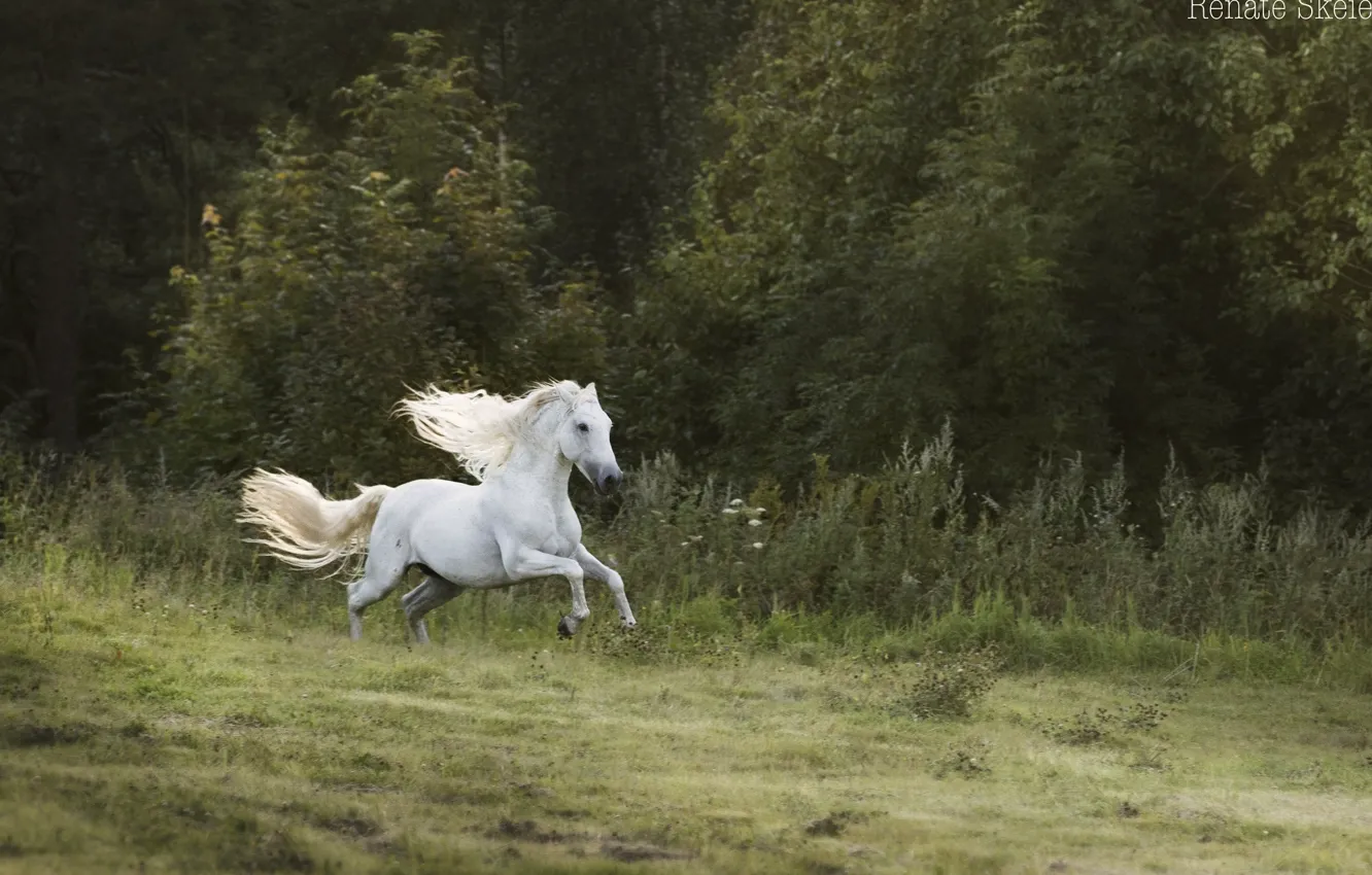 Photo wallpaper forest, white, movement, horse, horse, speed, stallion, meadow