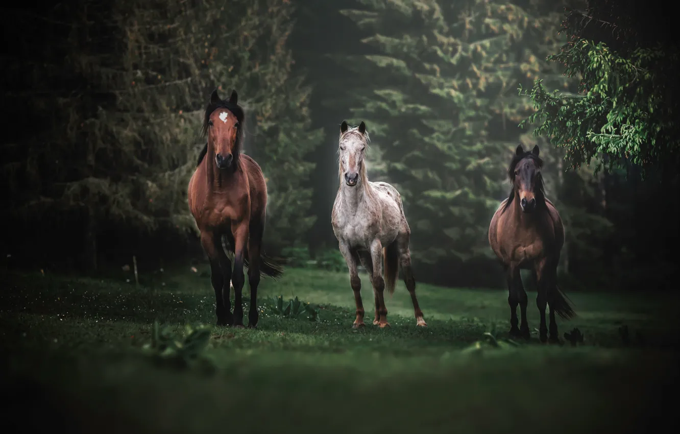 Photo wallpaper forest, glade, horses, horse, trio, Trinity
