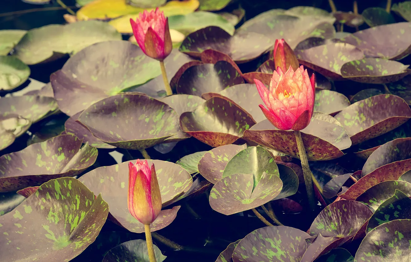 Photo wallpaper summer, leaves, nature, Lotus, flowering, pond