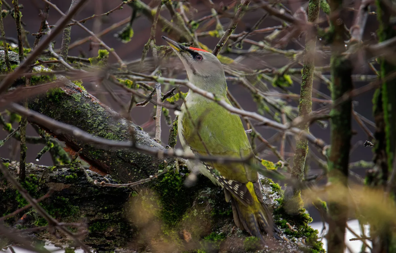 Photo wallpaper branches, bird, the trunk of the tree, white woodpecker, Sergey Morozov