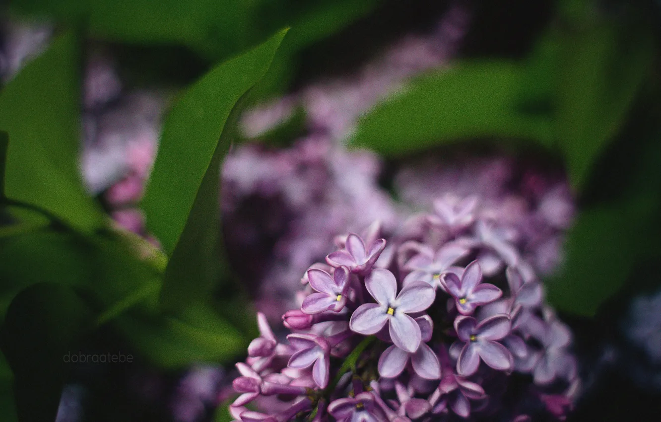 Photo wallpaper macro, flowers, sheet, tenderness, spring, lilac, dobraatebe