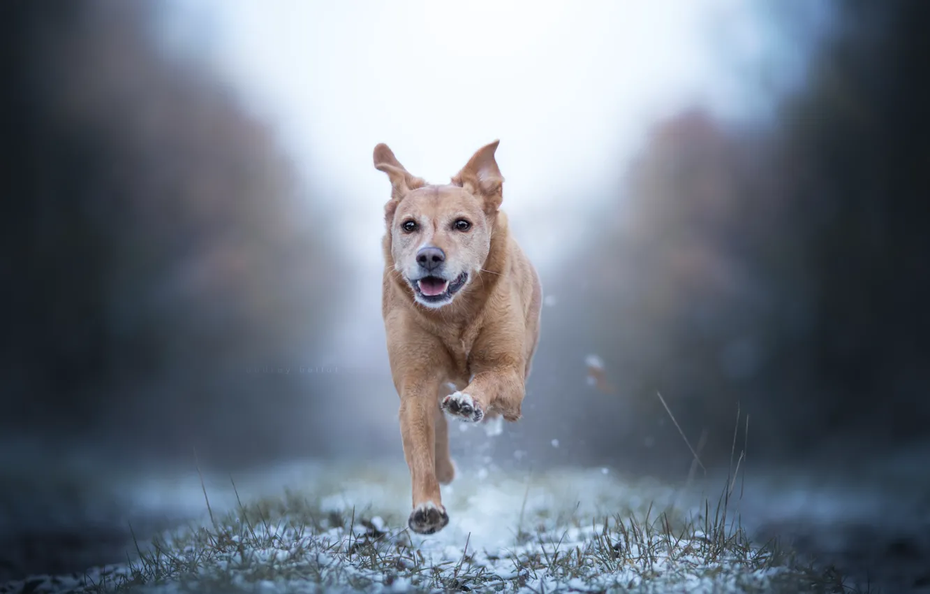Photo wallpaper snow, dog, running, walk, bokeh