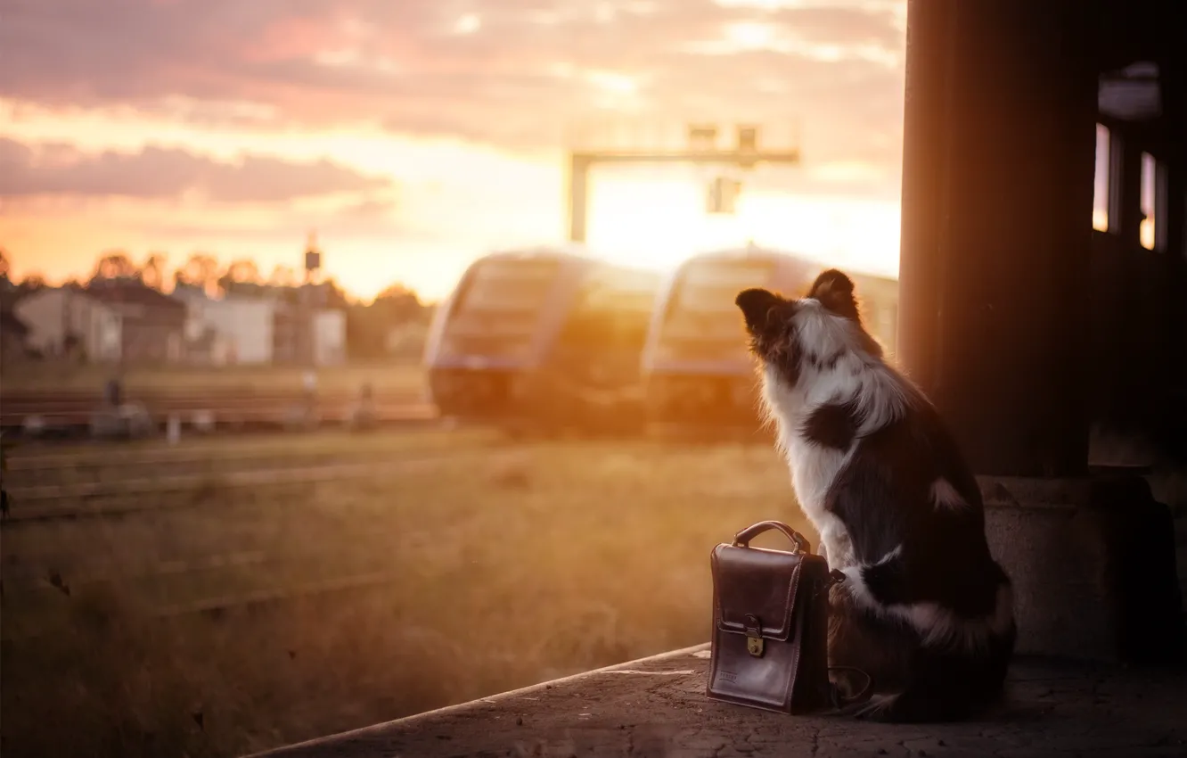 Photo wallpaper each, dog, station