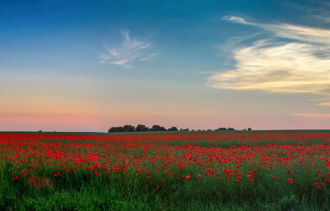 Photo wallpaper greens, field, summer, the sky, clouds, trees, flowers, blue
