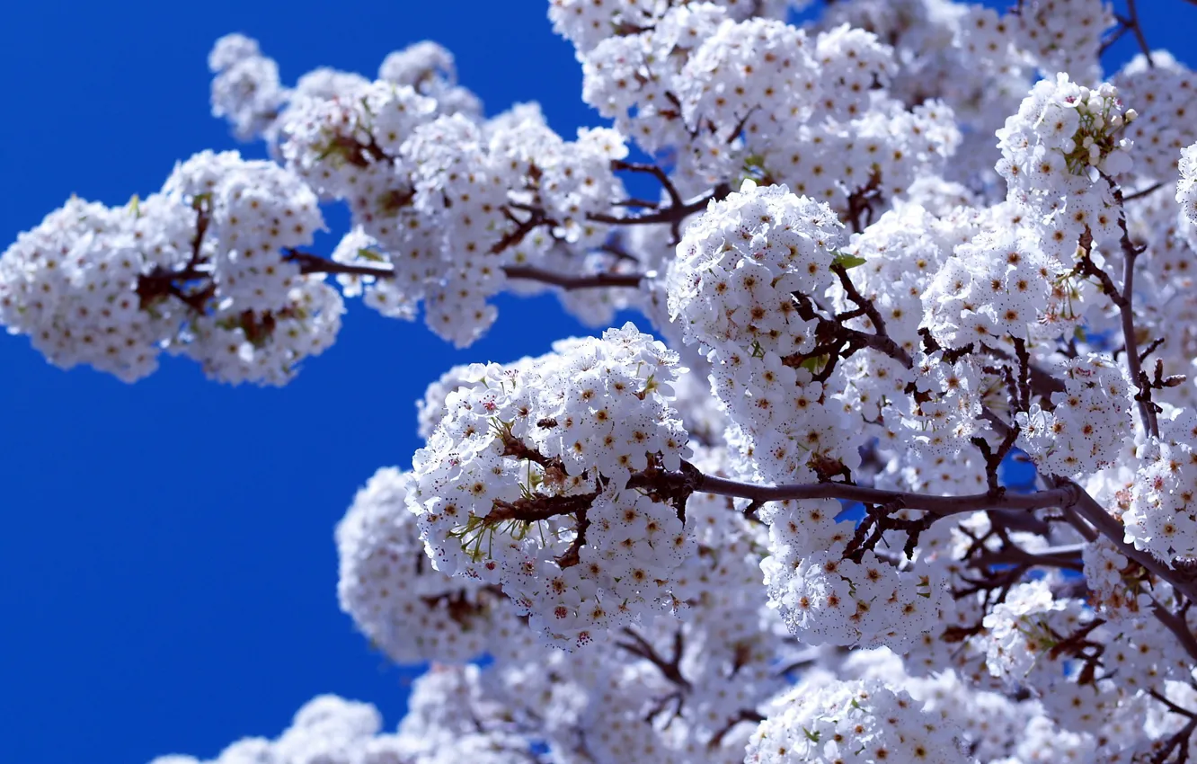Photo wallpaper the sky, branch, spring, flowering