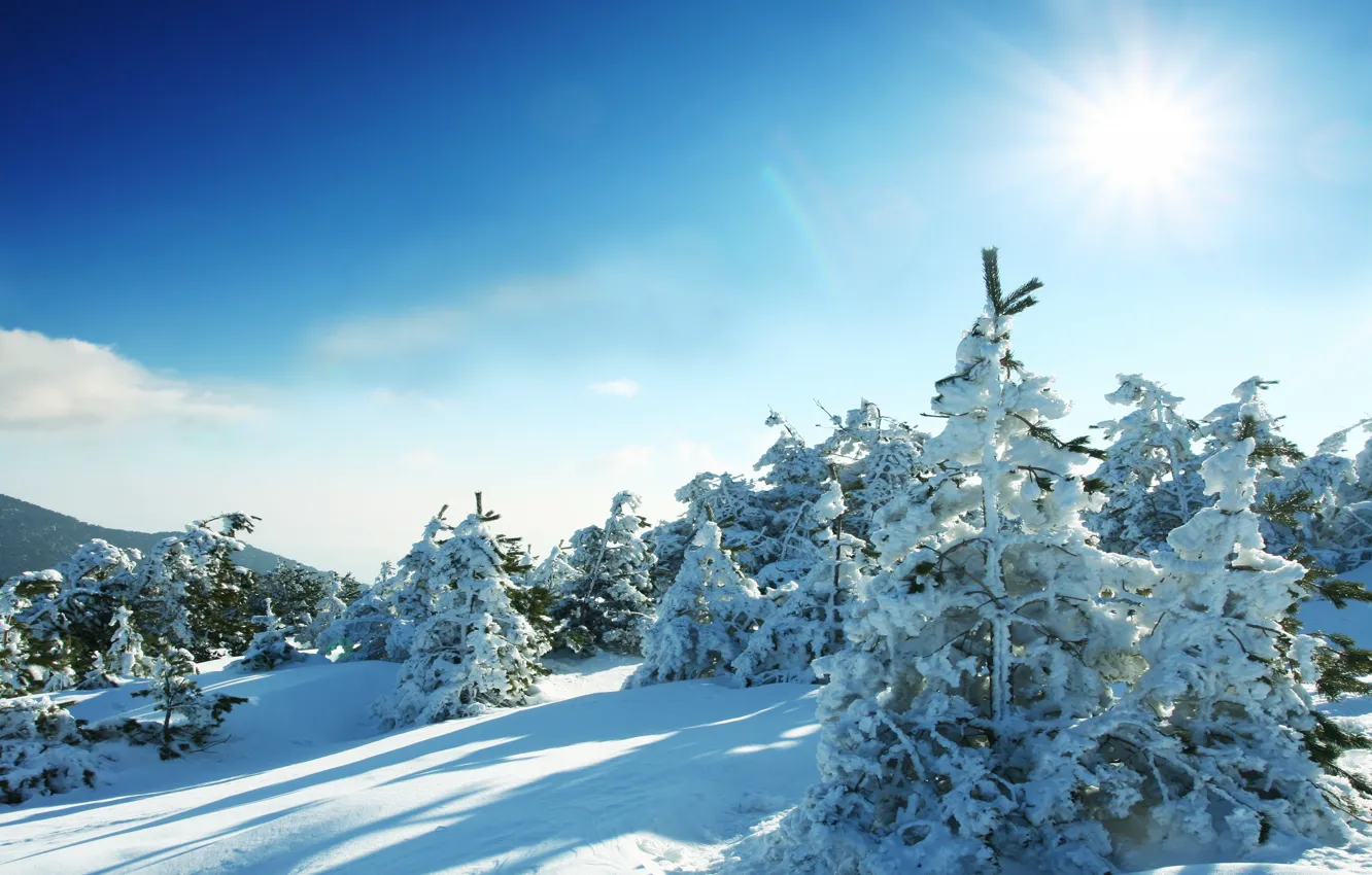 Photo wallpaper the sun, trees, tree, winter, snow, winter landscape