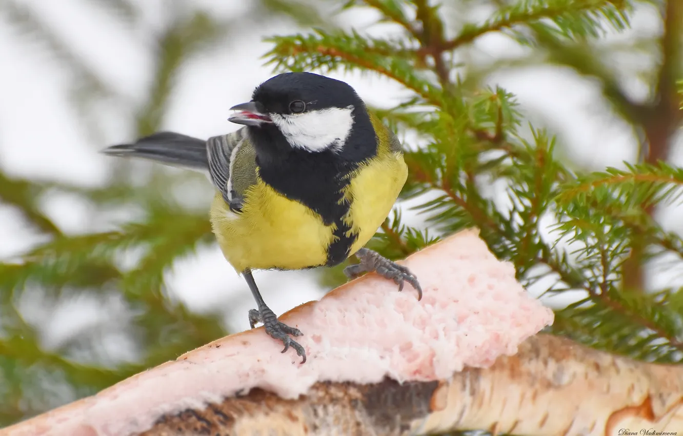 Photo wallpaper winter, nature, bird, photohunt, Big tit